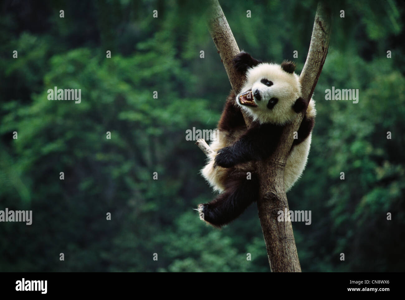 Giant Panda cub on tree, Wolong, Sichuan, China Stock Photo - Alamy
