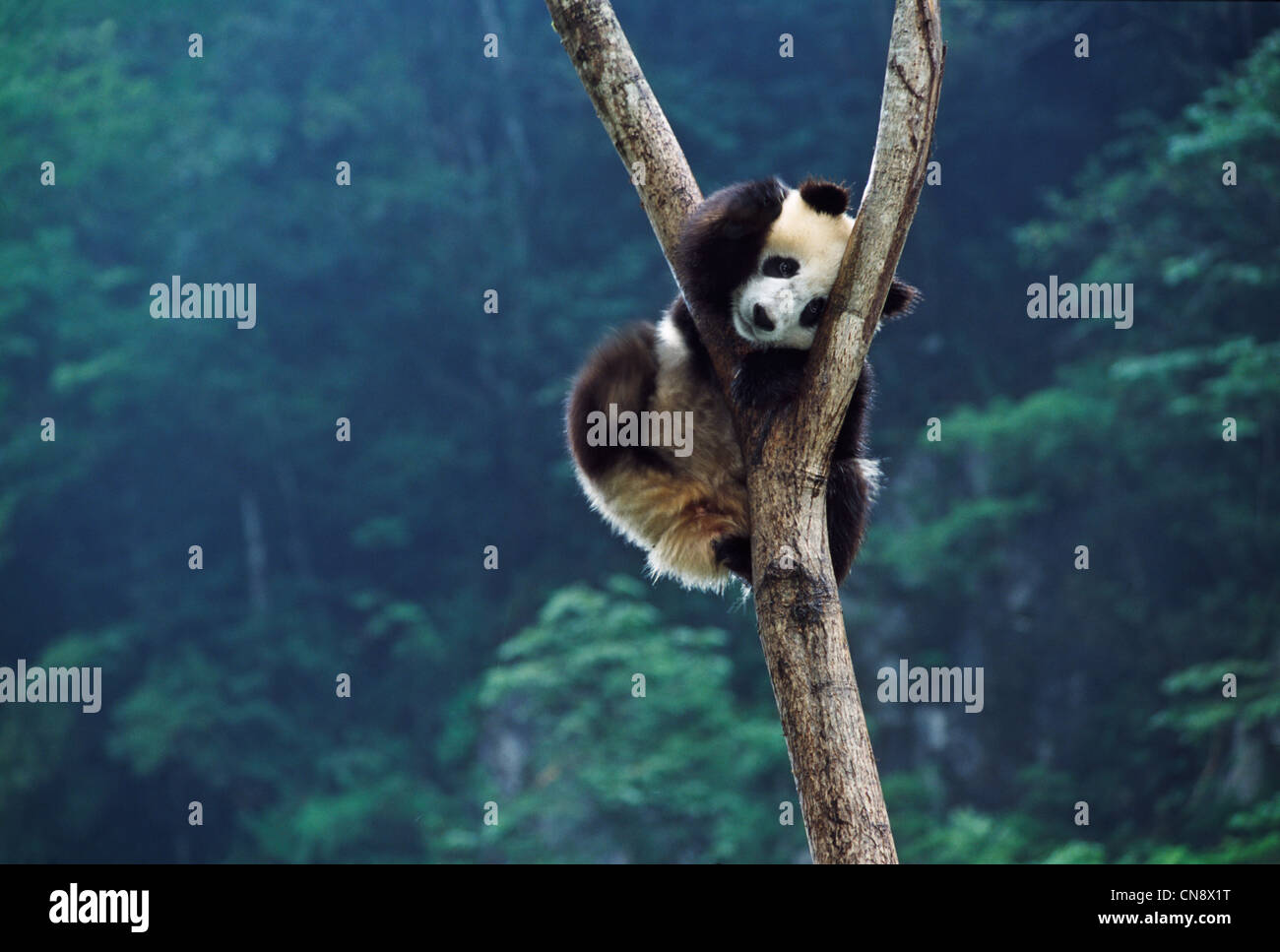 Giant Panda cub on tree, Wolong, Sichuan, China Stock Photo - Alamy