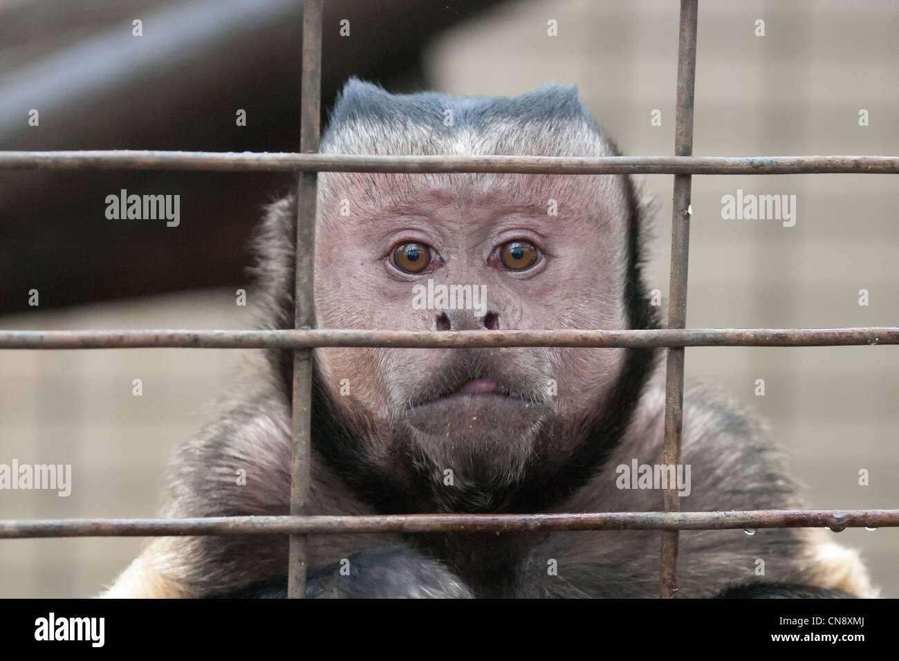 Capuchin Monkey in zoo Stock Photo