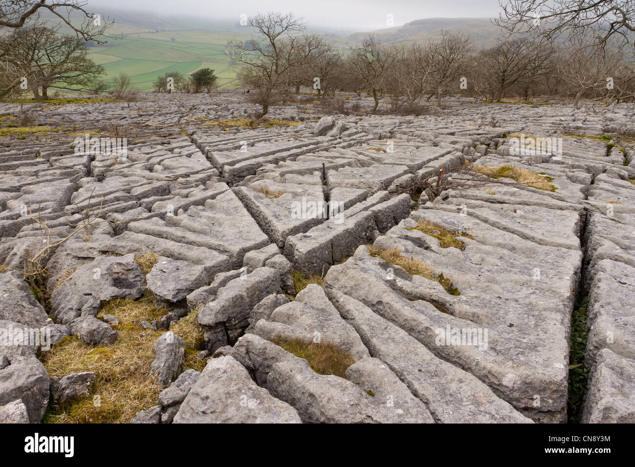 Limestone pavement woodland, Yorkshire Dales National Park Stock Photo