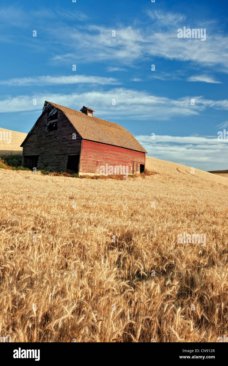 Old barn stands among fields of wheat ready for summer harvest in ...