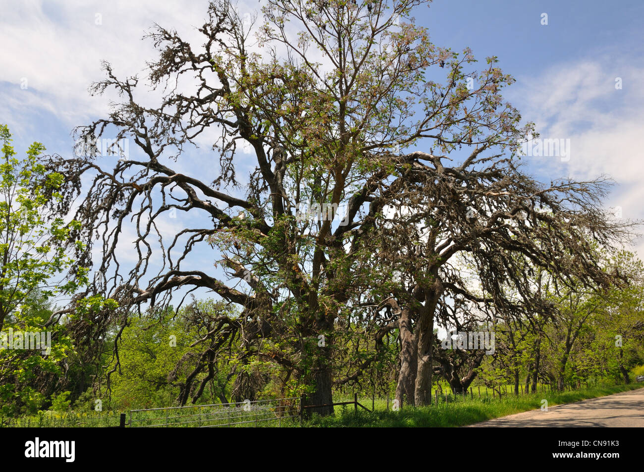 Live oak wilt disease Stock Photo