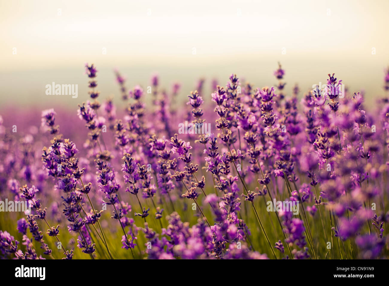 purple lavender flowers Stock Photo