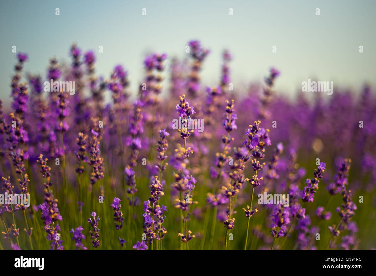 purple lavender flowers Stock Photo