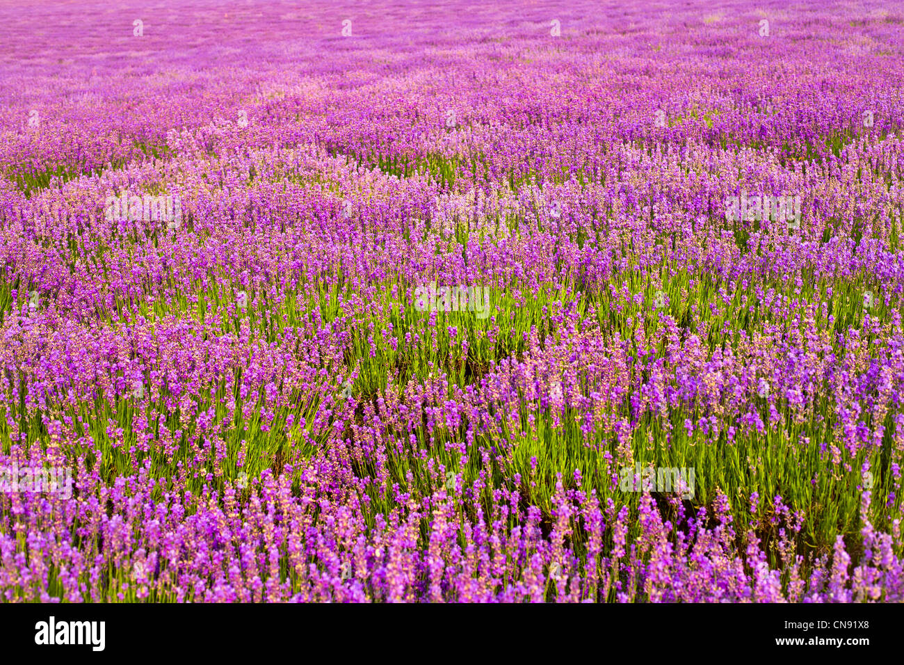 purple lavender flowers Stock Photo Alamy
