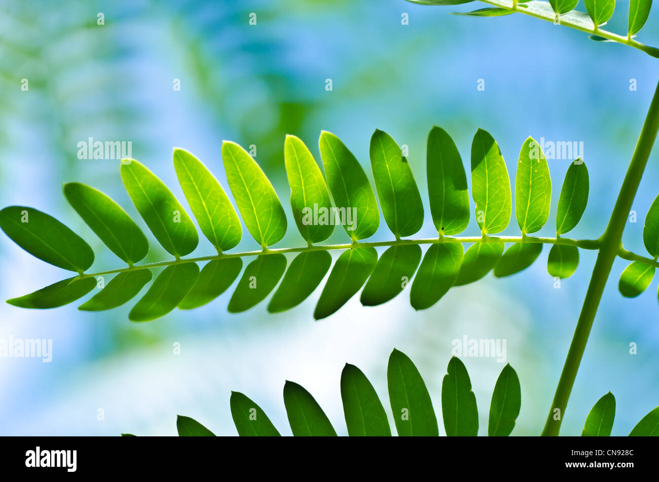 green leaf and blue sky in green fresh nature Stock Photo - Alamy