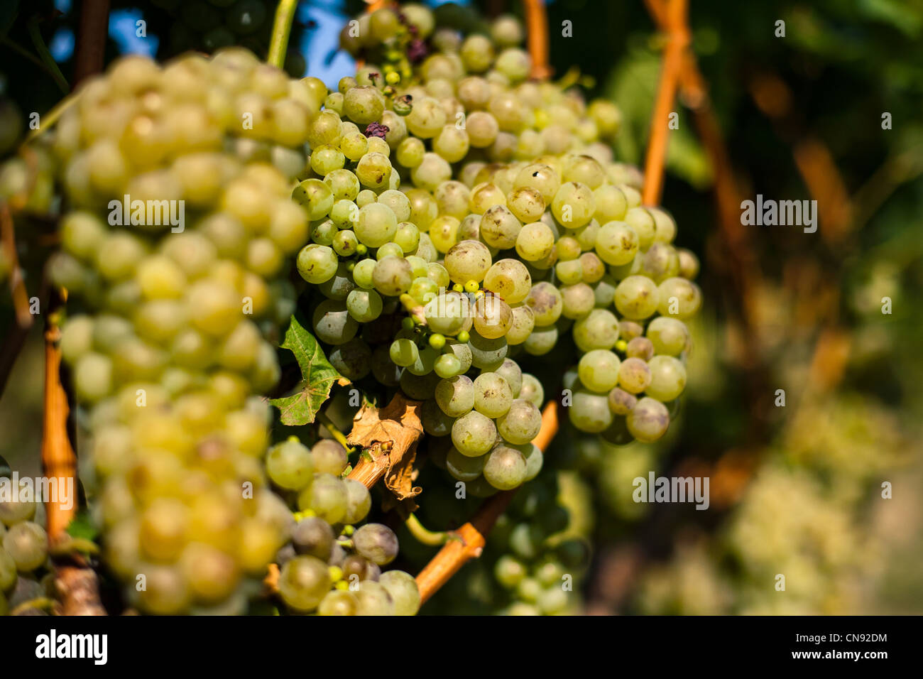 Grape Production Ripe Harvesting of ripe grapes Stock Photo - Alamy
