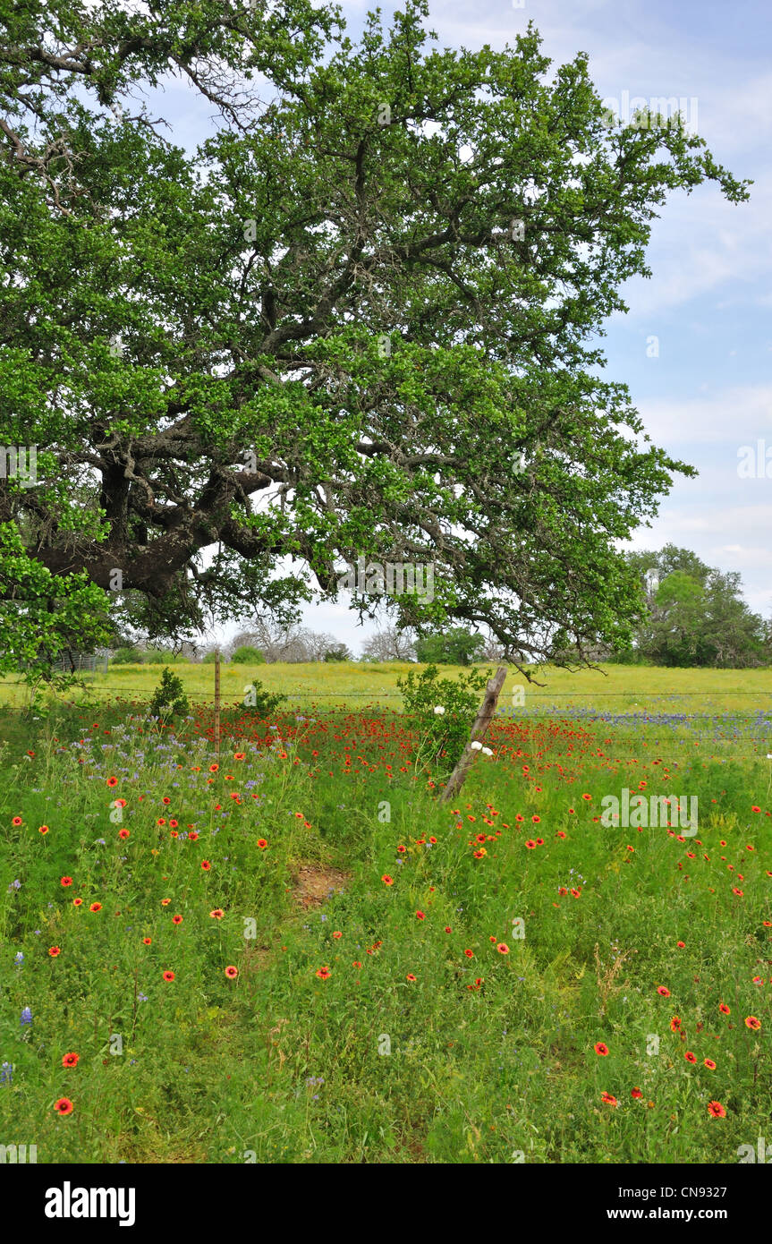 Wild flowers, Texas, USA Stock Photo Alamy
