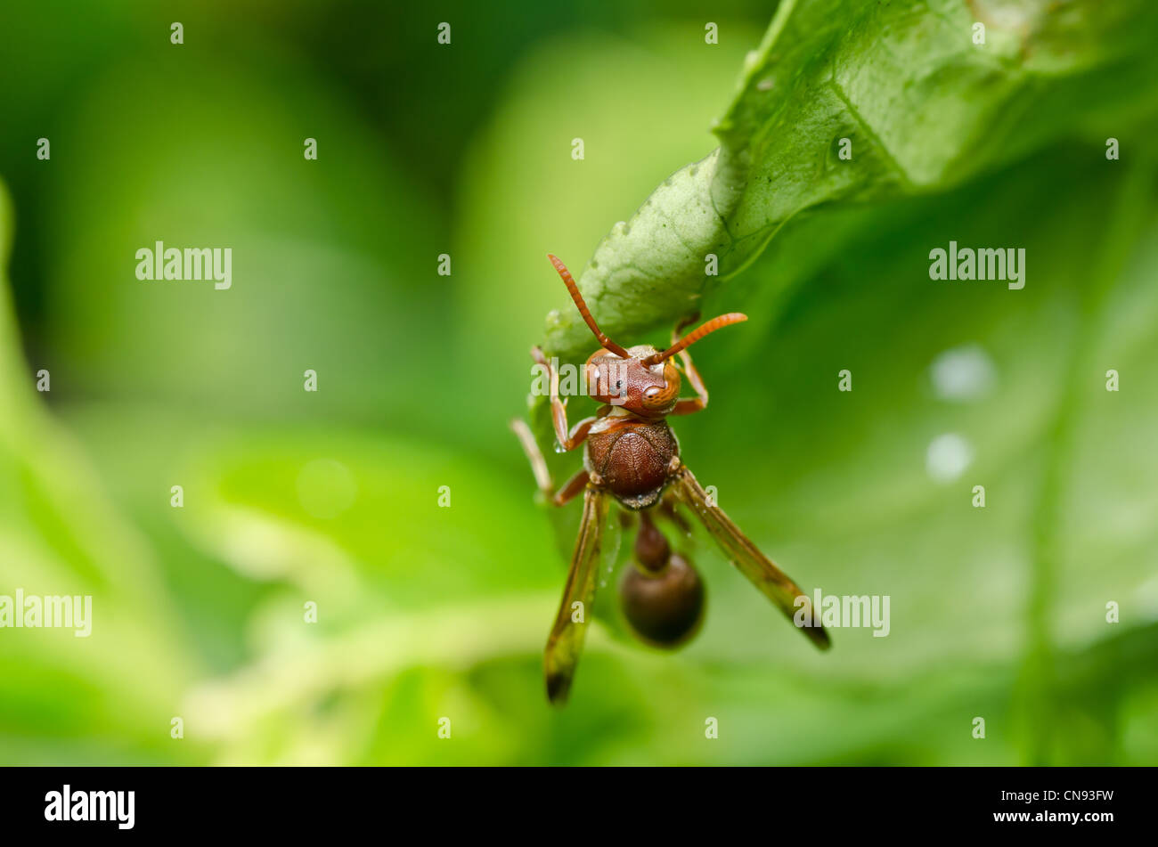 wasp in green nature or in garden. It's danger. Stock Photo