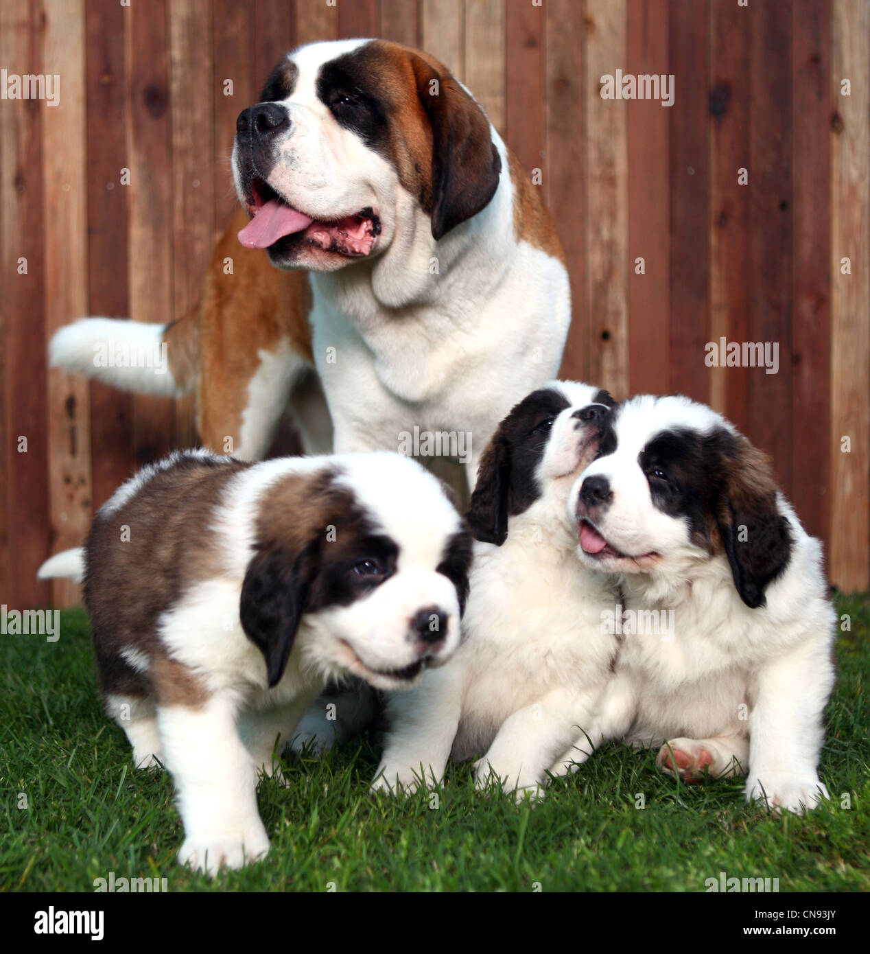 Saint Bernard Puppy Dog Stock Photo