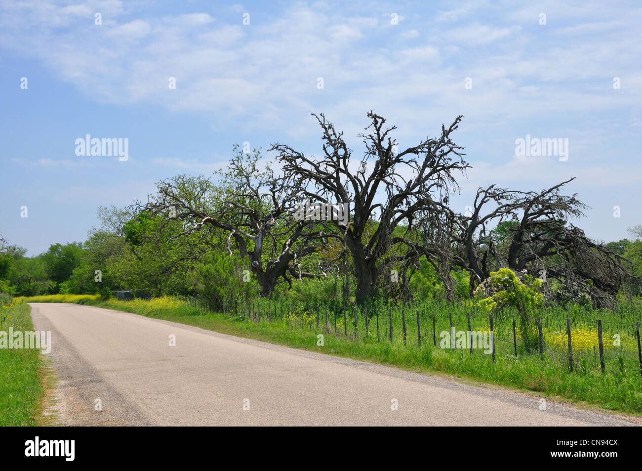 Live oak wilt disease Stock Photo