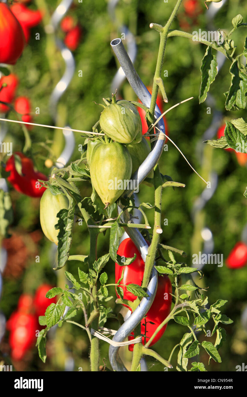 Plants solanum hi-res stock photography and images - Alamy