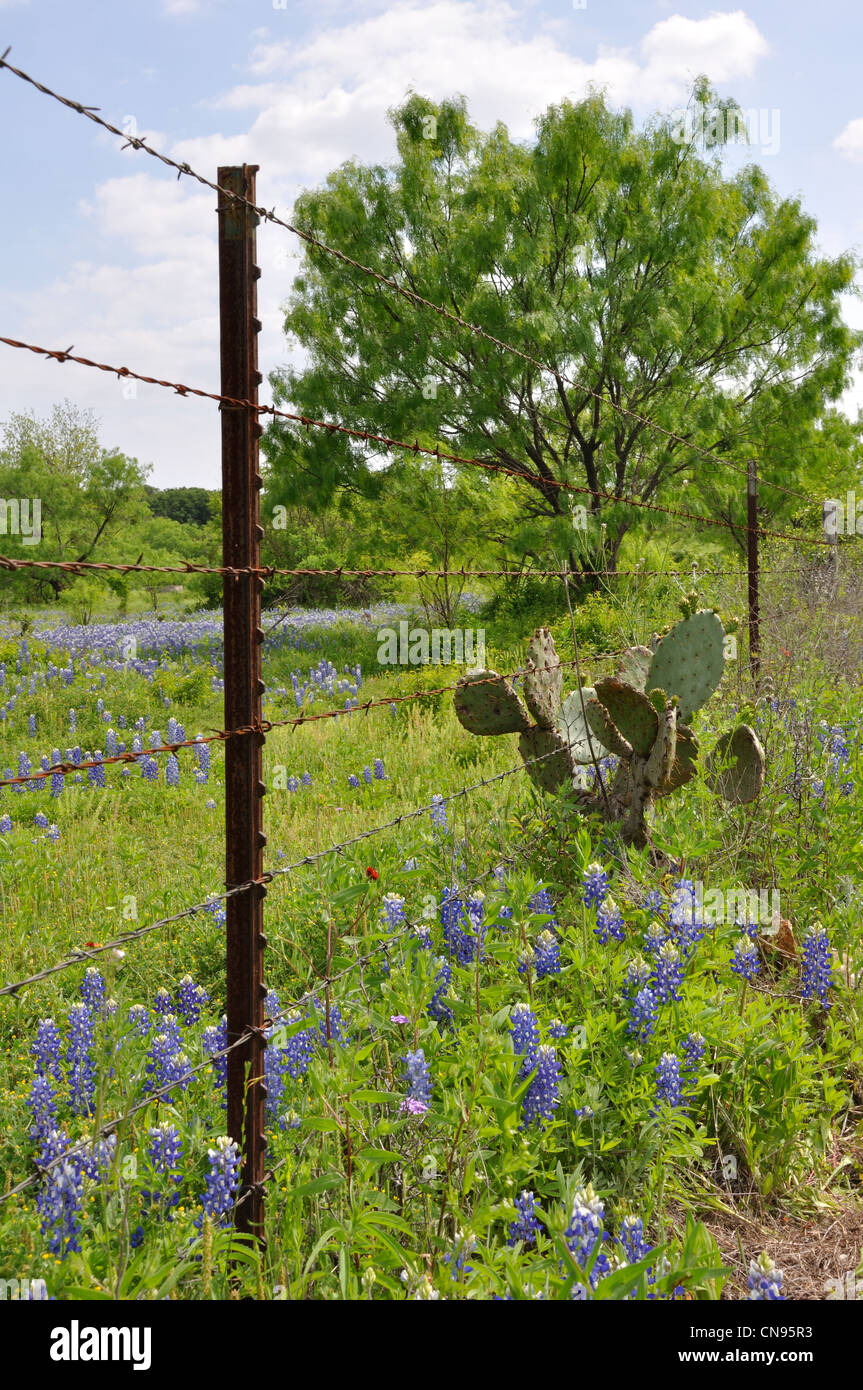 Bluebonnets, Texas, USA Stock Photo