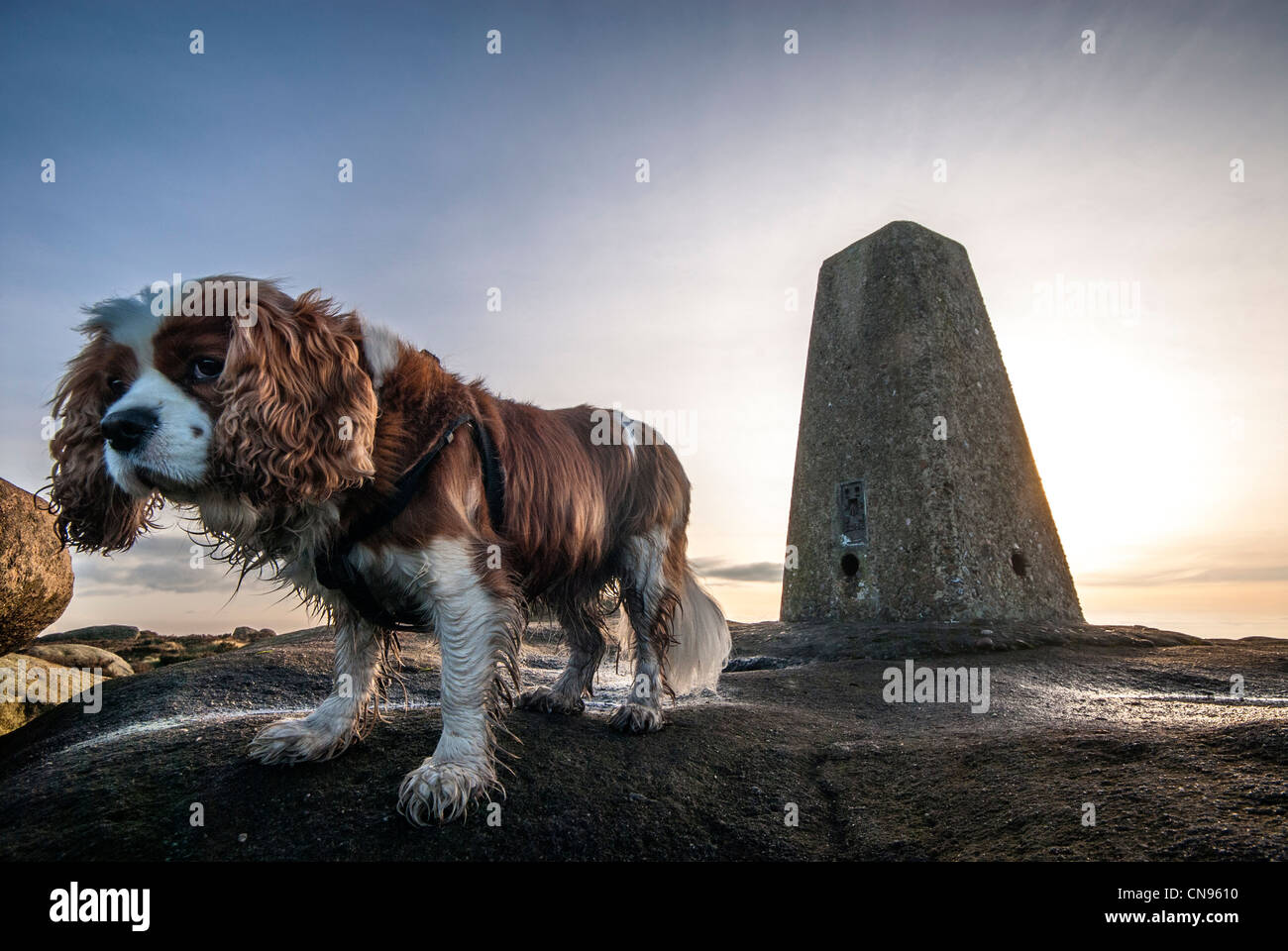 King Charles Spaniel standing on a grit stone rock beside a triangulation point Stock Photo