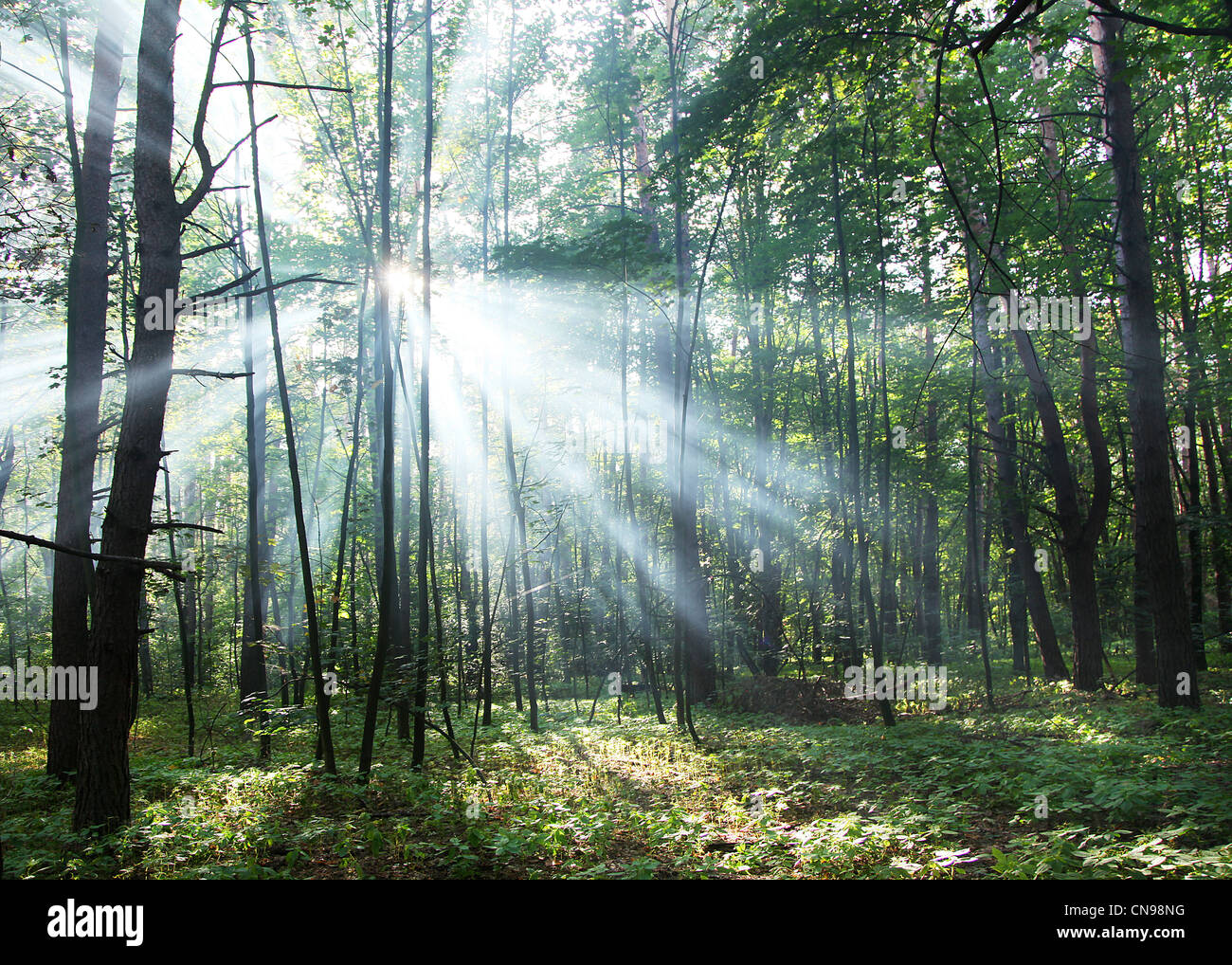 Sun's rays shining through the trees in the forest. Stock Photo