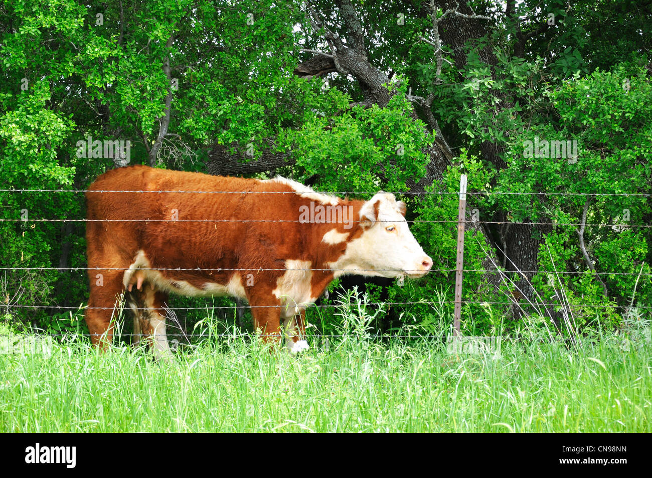 Cow on ranch, Texas, USA Stock Photo Alamy