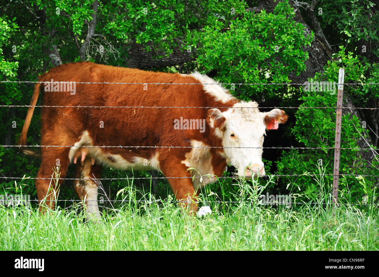 Cow on ranch, Texas, USA Stock Photo Alamy