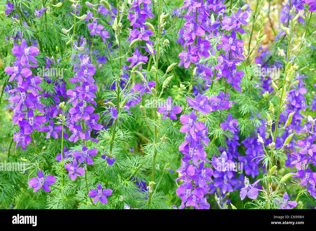 Purple flowers in garden Stock Photo Alamy