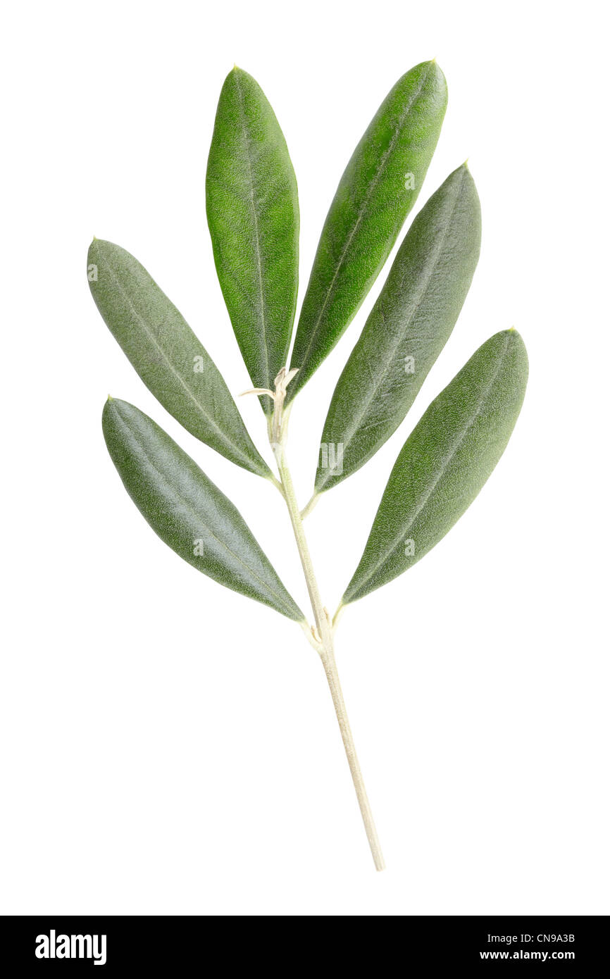 Olive twig Stock Photo