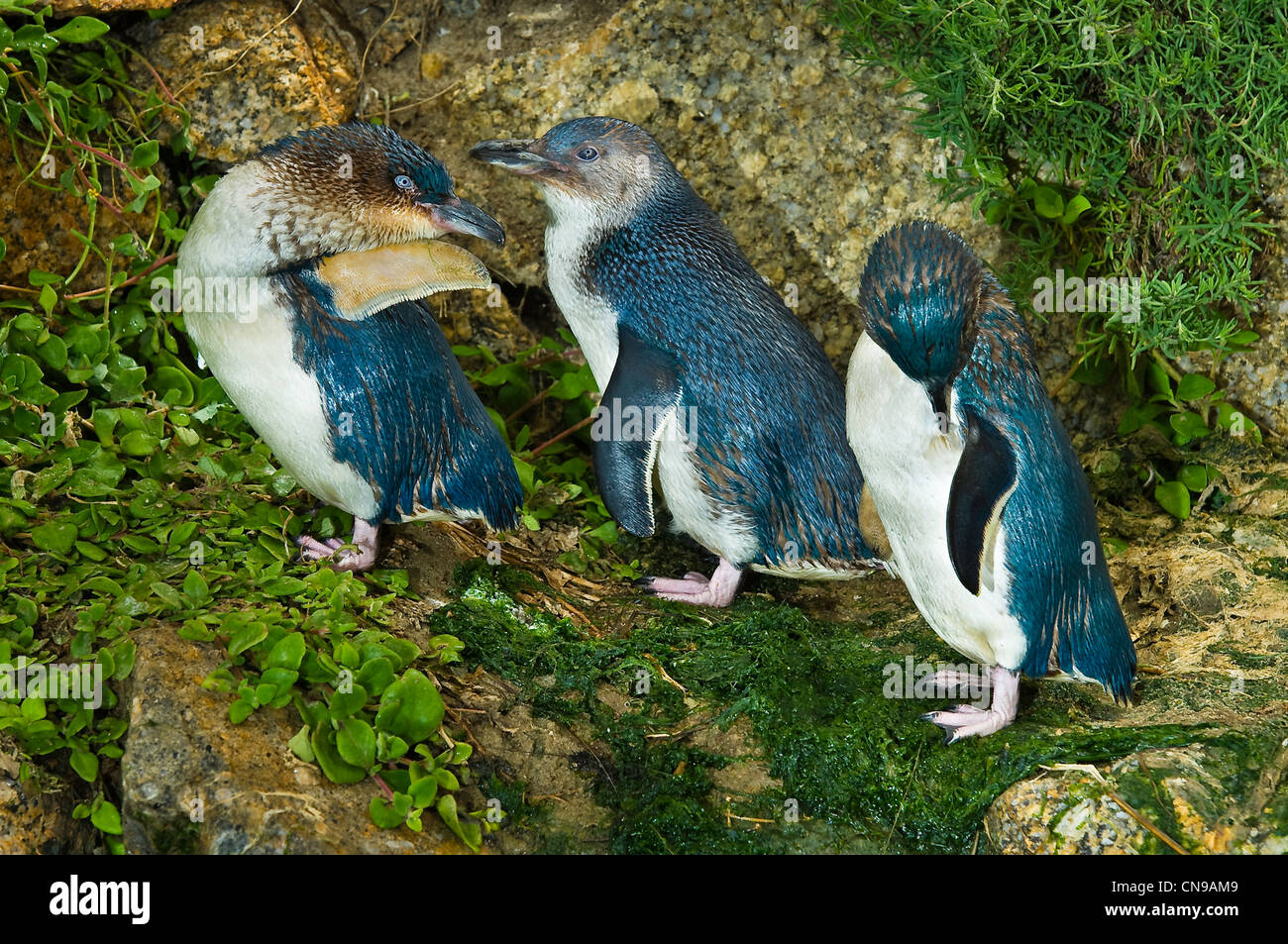 Australia, South Australia, Victor Harbour, Granite Island nature park, Penguin rehabilitation center, little penguin Stock Photo