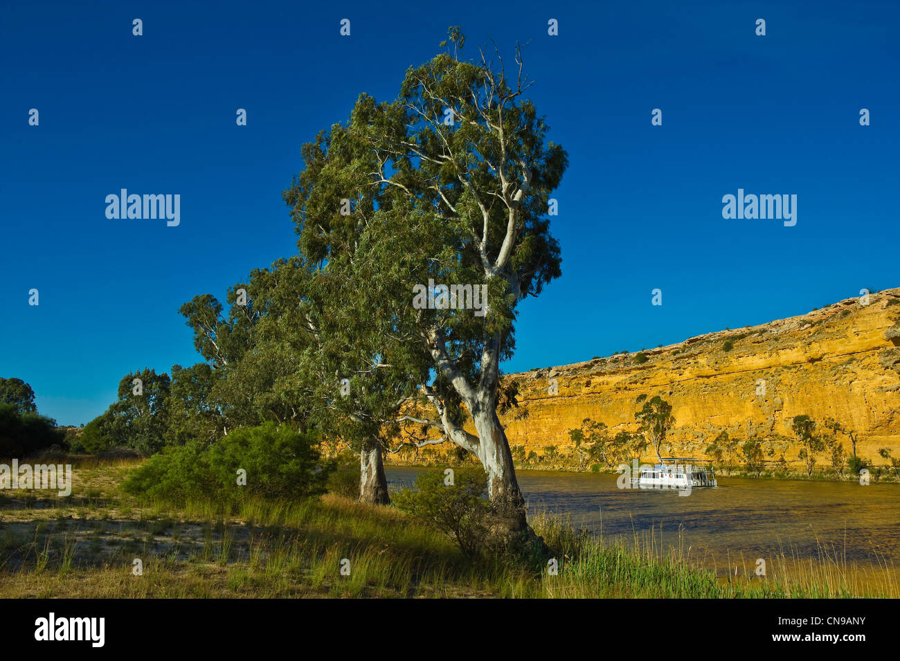 Australia, South Australia, Murray River, Murray Princess paddle boat near Big Bend Cliff Stock Photo