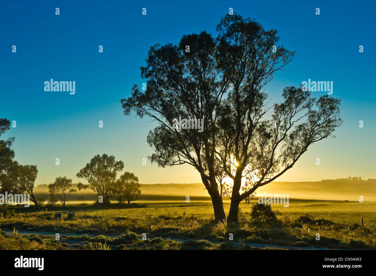 Australia, South Australia, Murray river, Mannum, trees Stock Photo - Alamy