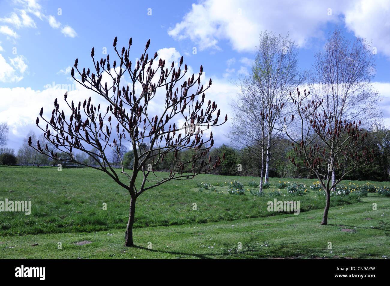 Sussex countryside in April Stock Photo - Alamy