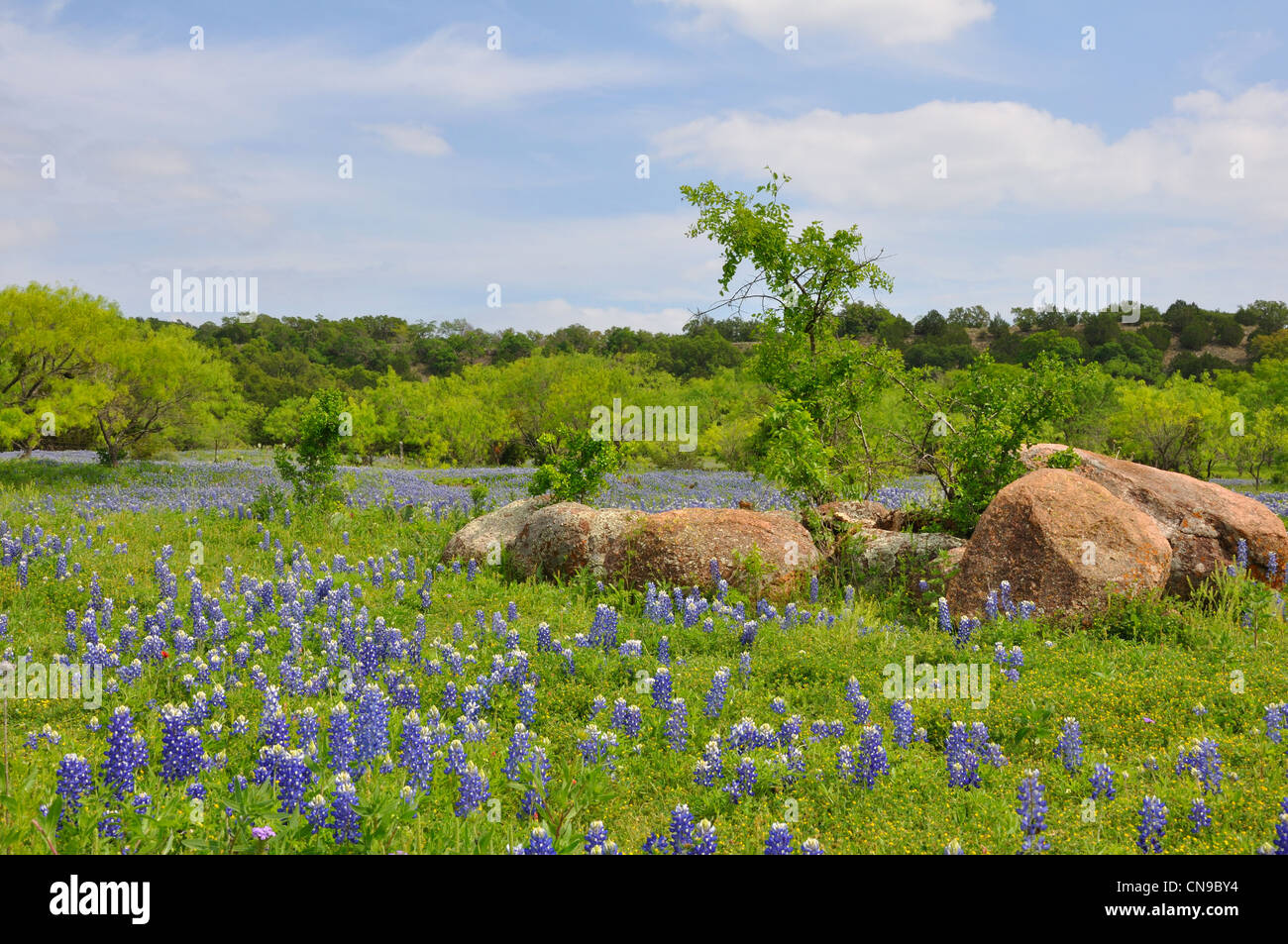 Bluebonnets in Texas, USA Stock Photo