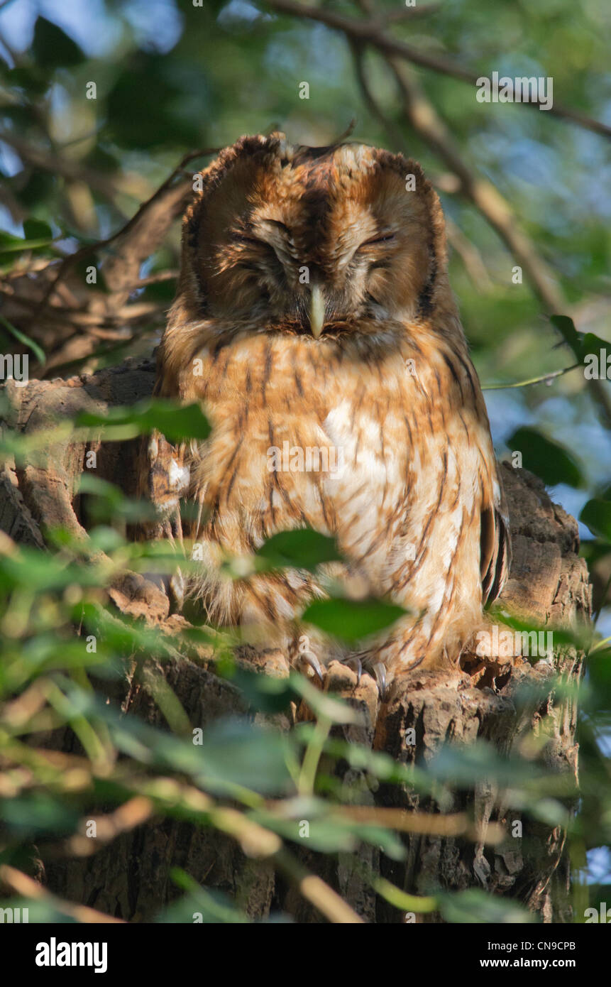 Tawny Owl sitting in a tree Stock Photo