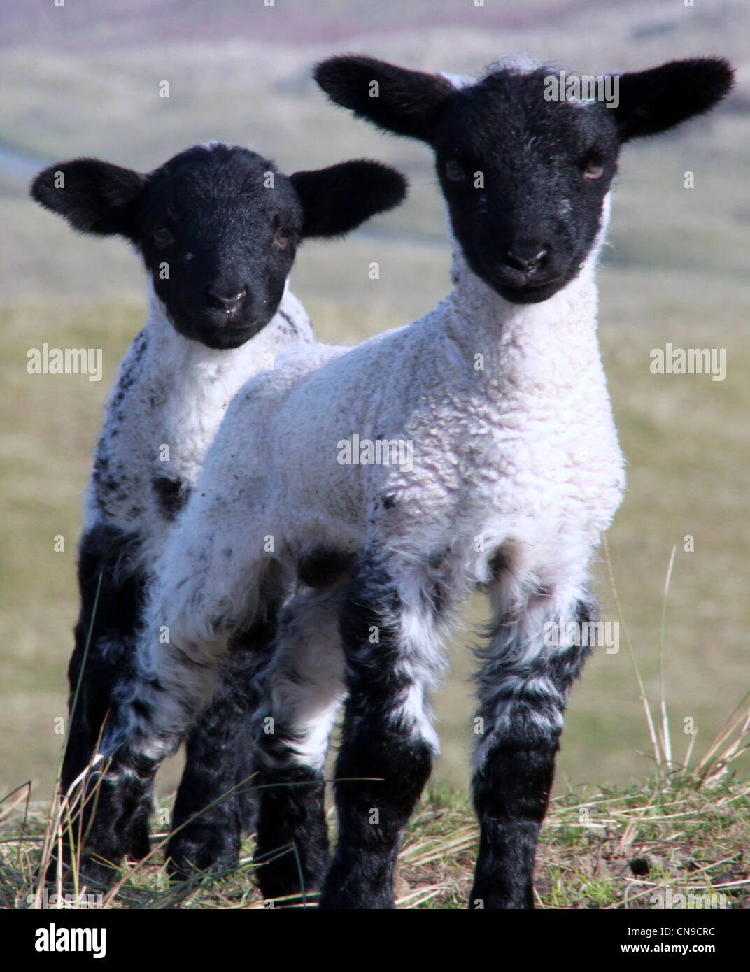 Spring lambs playing in the sunshine Stock Photo