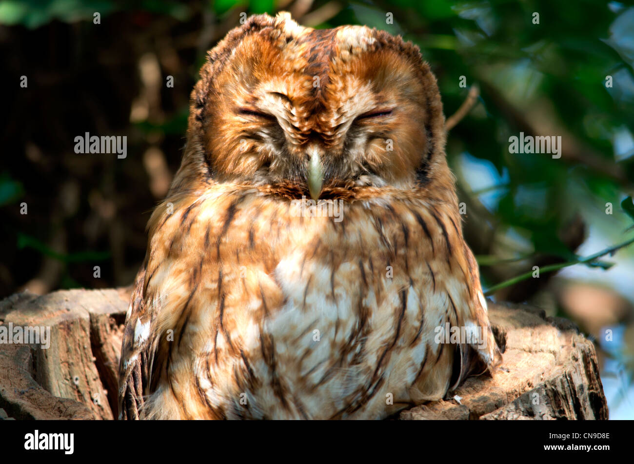 Tawny Owl sitting in a tree Stock Photo