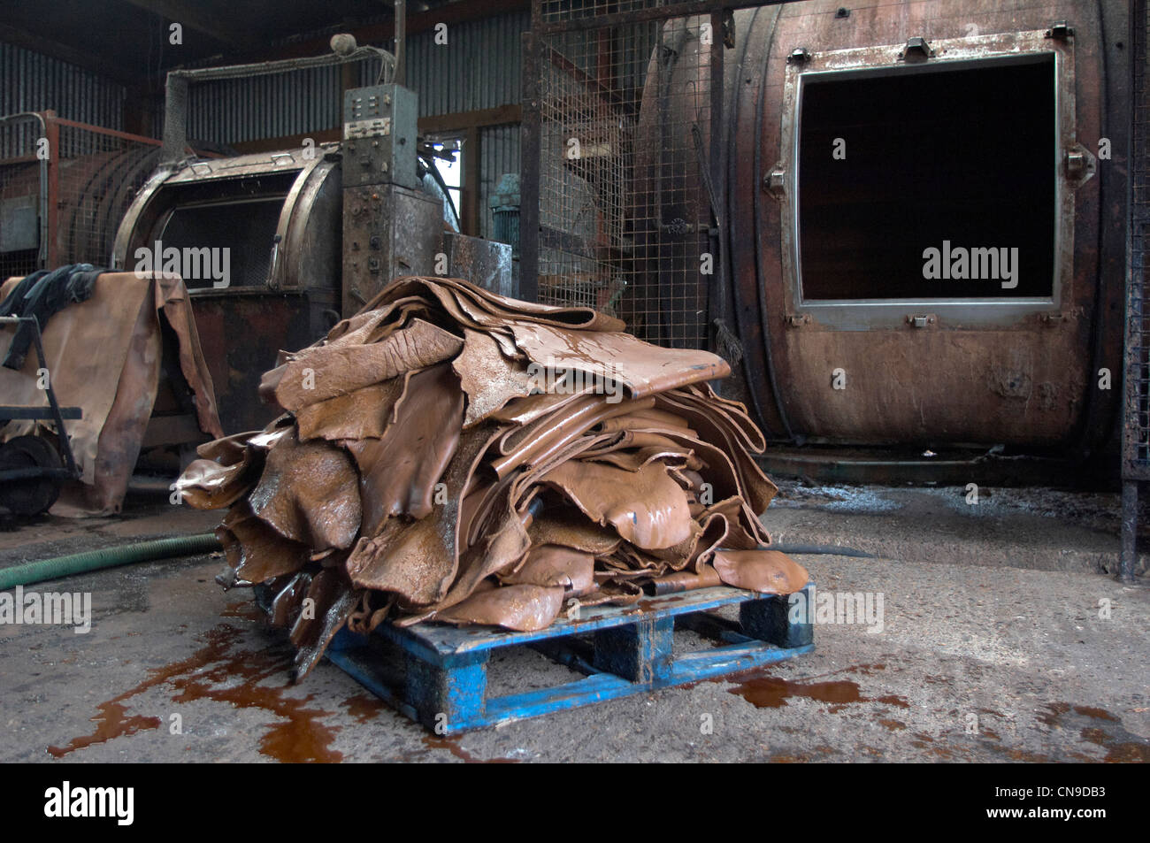 Cow hides just removed from tanning drums - modern tannery system bakers tannery Devon England Stock Photo
