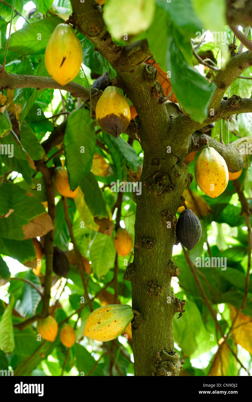 cocoa pods growing on tree in the biome at the eden project in cornwall england Stock Photo