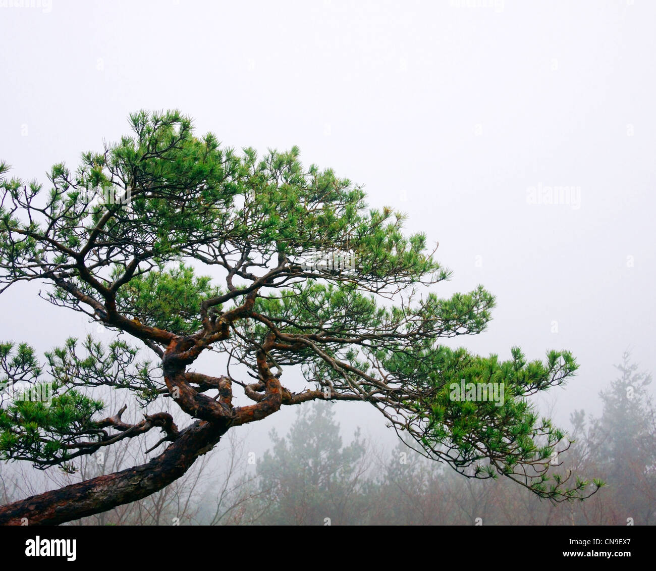 Pine tree in the fog Stock Photo - Alamy