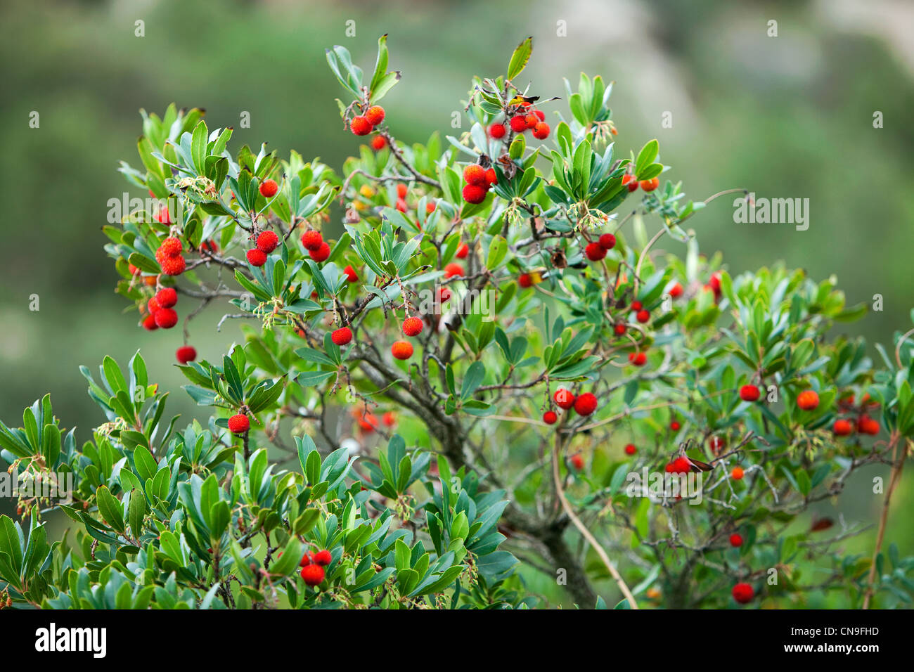 France, Corse du Sud, Domaine de Murtoli, discovery of the bush with the herbalist, arbutus Stock Photo