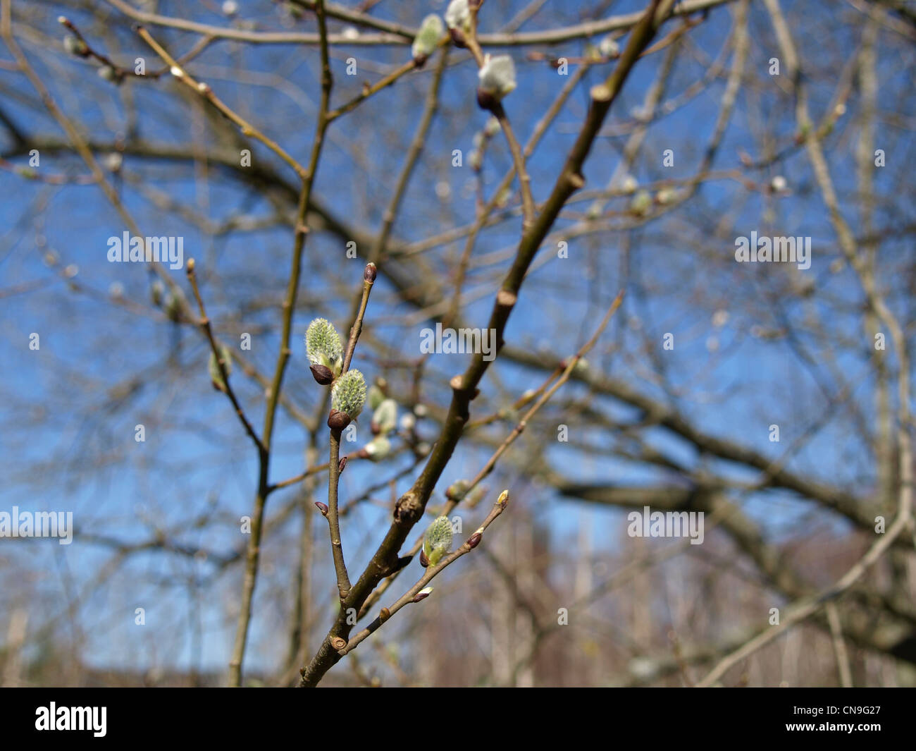 willow  catkins in spring / Salix / Weiden Kätzchen im Frühling Stock Photo