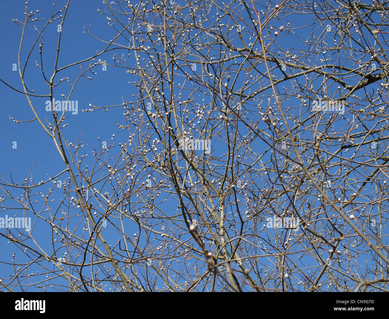 willow  catkins in spring / Salix / Weiden Kätzchen im Frühling Stock Photo