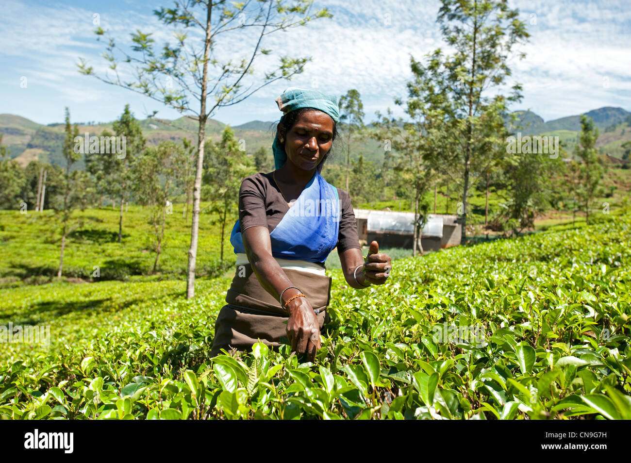 Tamil woman picking tea on a Nuwara Eliya tea plantation Sri Lanka Stock Photo