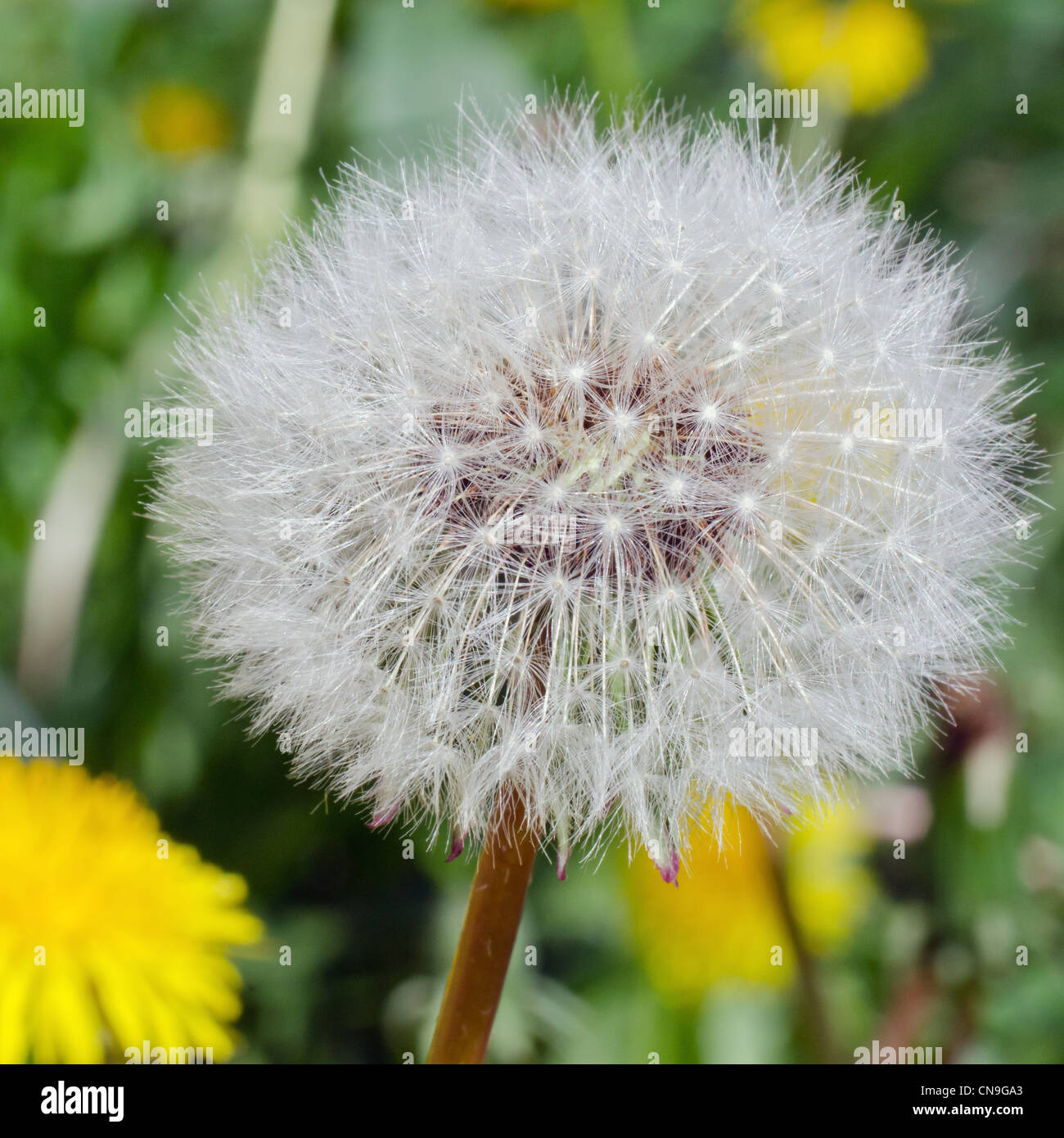 Closeup photograph of dandelion head, square format Stock Photo