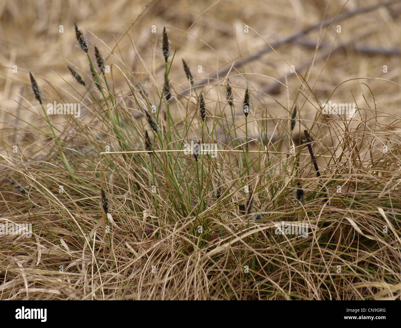 florescence from Hare´s-tail Cotton grass / Eriophorum vaginatum / Scheiden-Wollgras Stock Photo