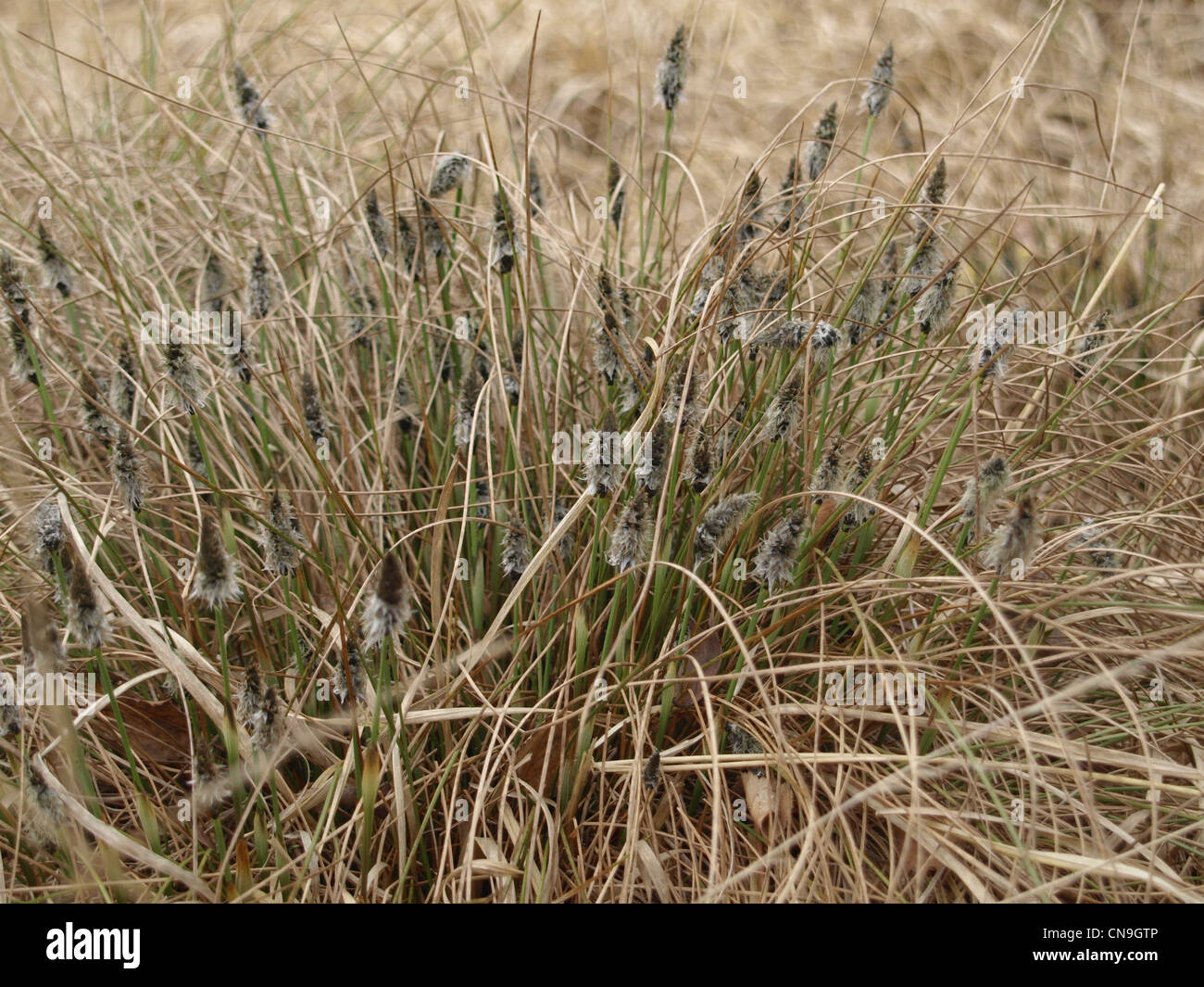 florescence from Hare´s-tail Cotton grass / Eriophorum vaginatum / Scheiden-Wollgras Stock Photo