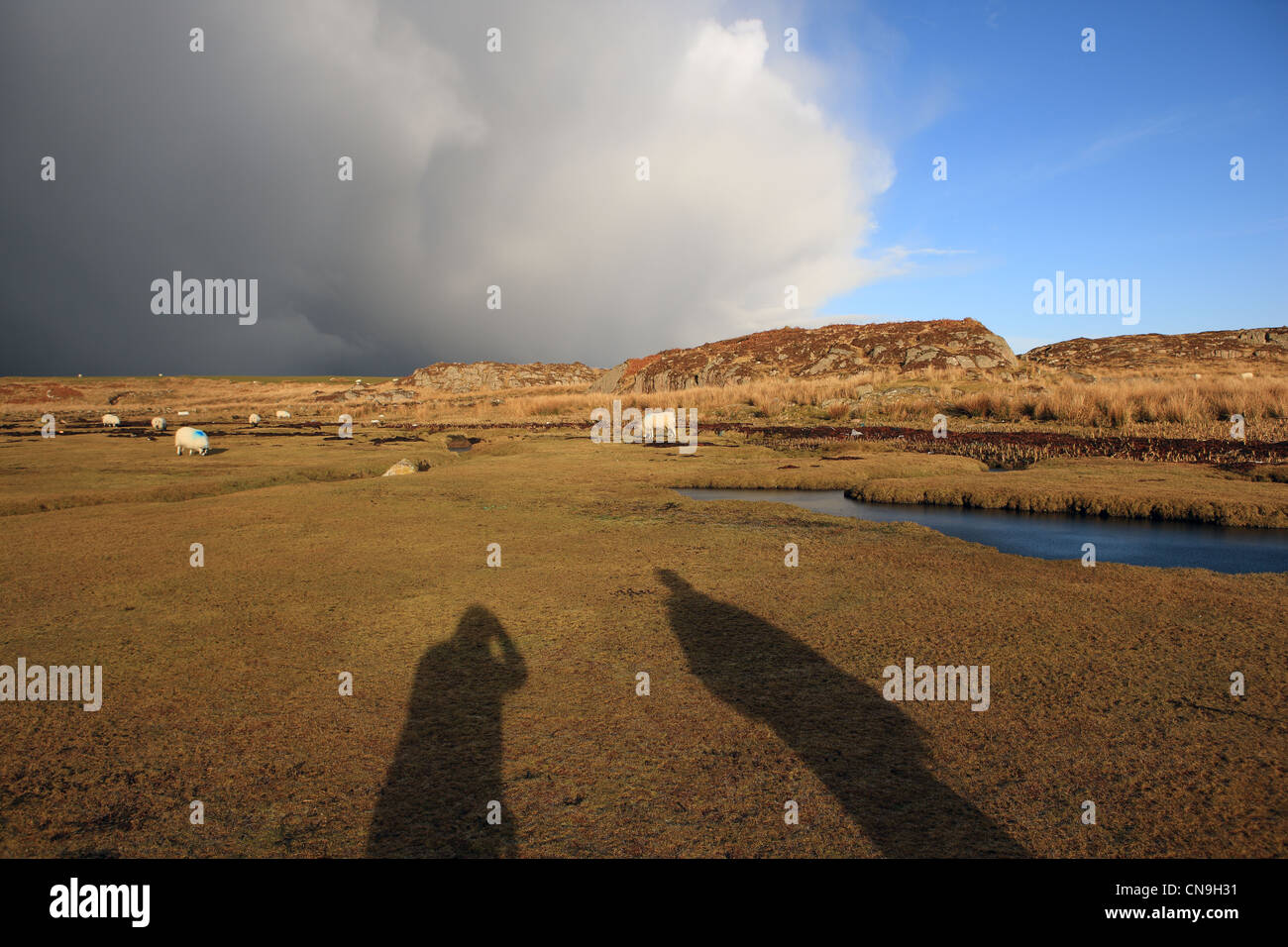Long winter shadows on grassland near Fidden on the Isle of Mull in ...