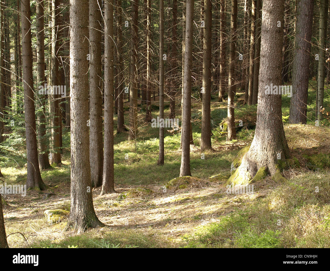 wood at spring sunshine / Wald in der Frühlingssonne Stock Photo