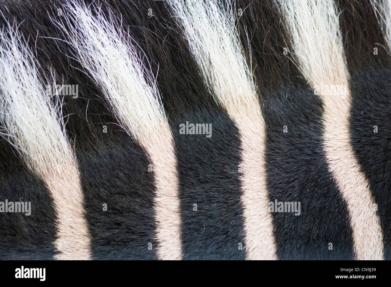 Chapman's Zebra - Equus quagga chapmani - detail of coat texture Stock Photo