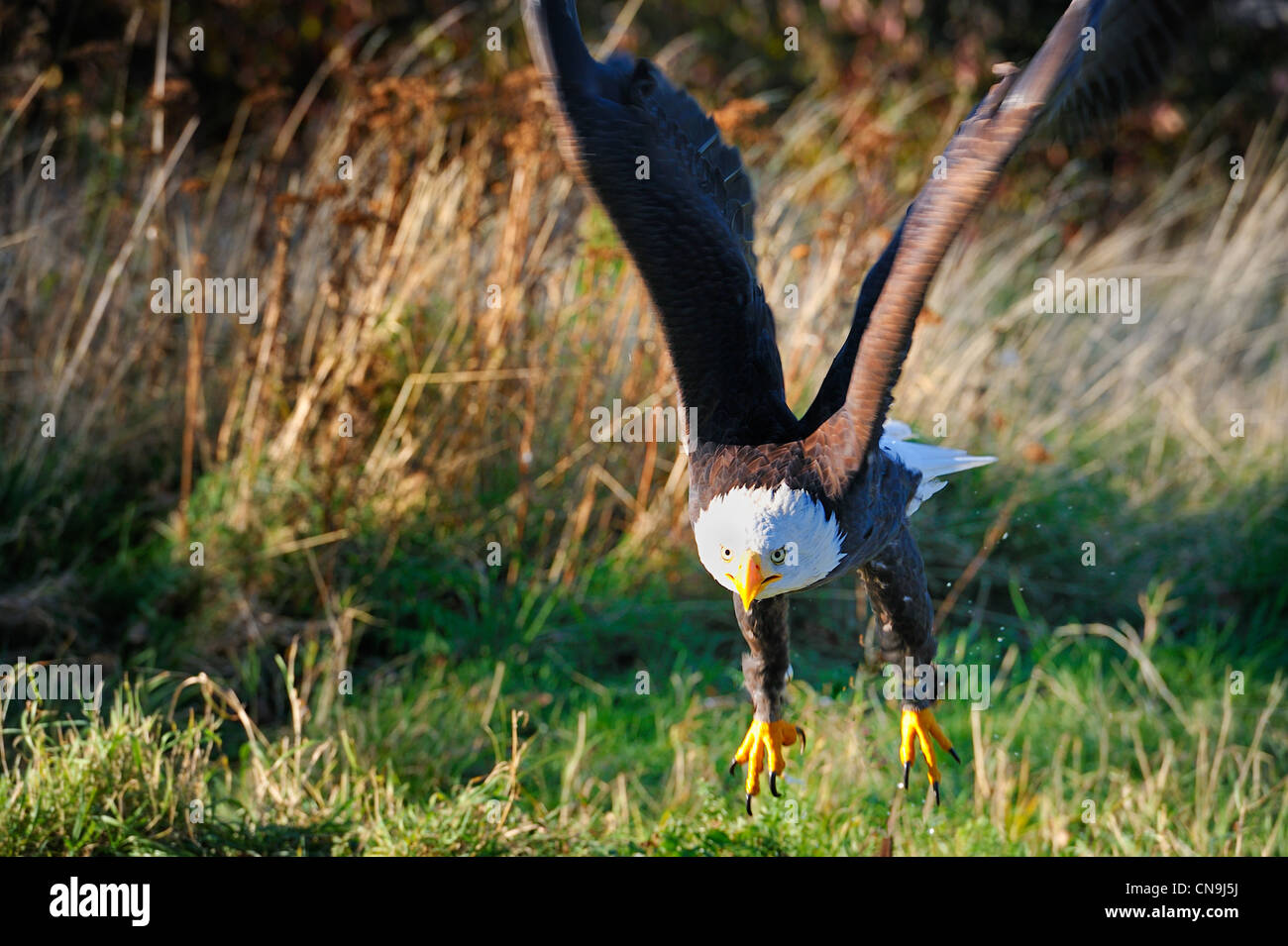 Bald eagle flying free over meadow, wings spread. Stock Photo