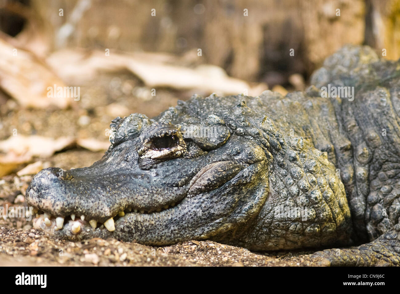 Chinese Alligator - (Alligator sinensis) Stock Photo