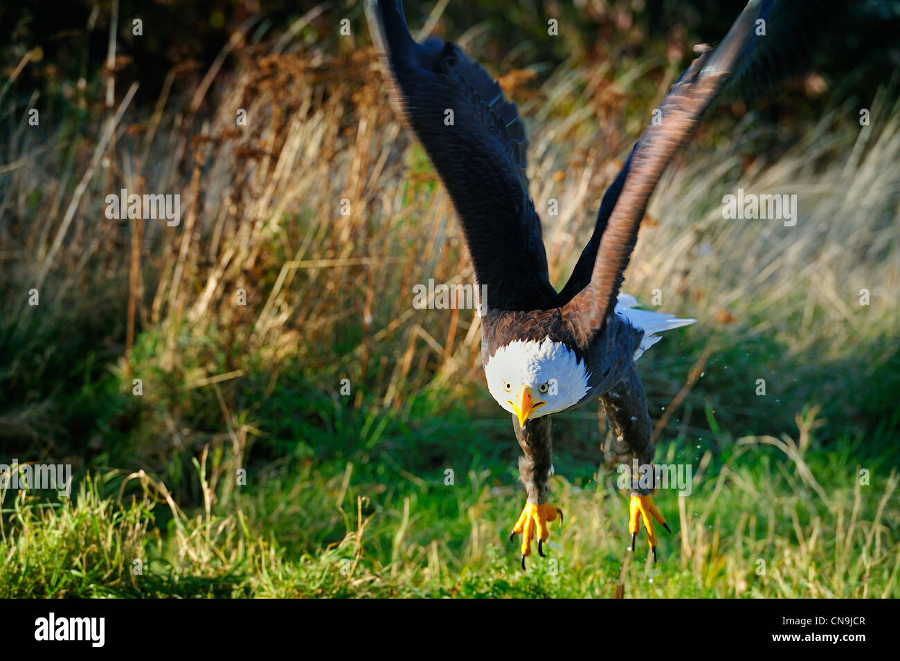 Bald eagle flying free over meadow, wings spread. Stock Photo