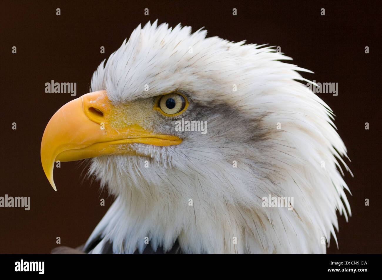 Bald Eagle - Haliaeetus leucocephalus Stock Photo