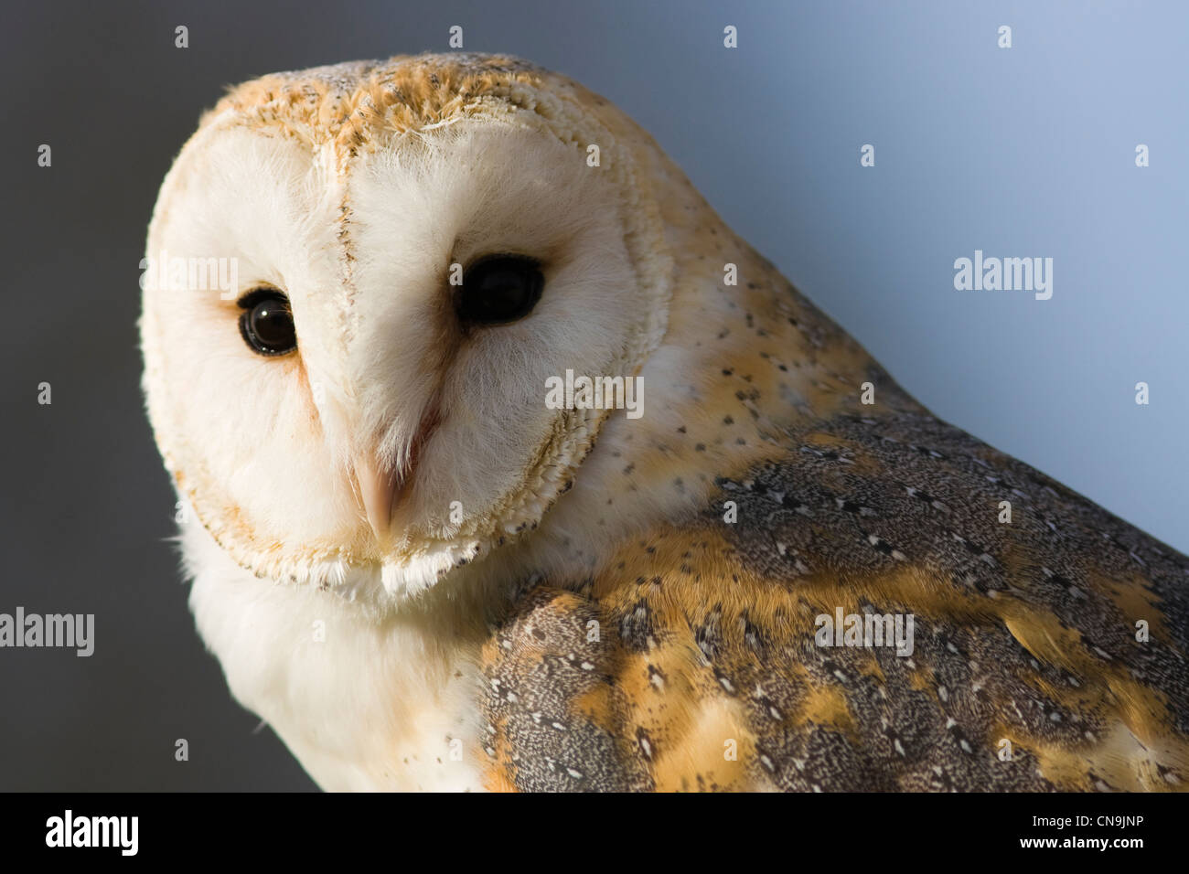 Close up portrait of a Barn Owl - Tyto alba Stock Photo