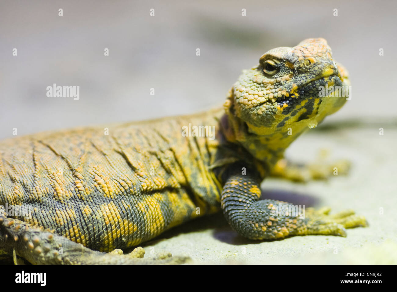 Sahara Dabb Lizard - Uromastyx geyri Stock Photo